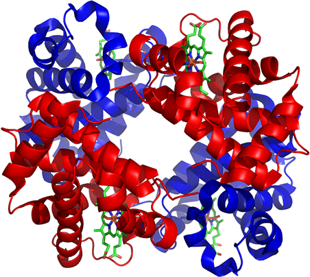 Haemoglobin Molecule